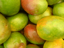 fresh indian mango