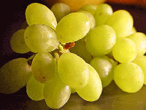 fresh indian grapes