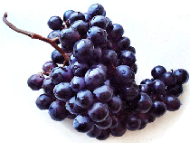suppliers and exporters of grapes