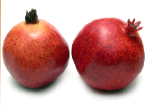 suppliers and exporters of pomegrantes